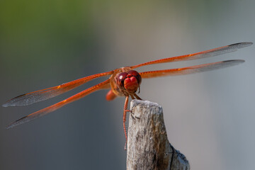 close up of dragonfly