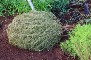 コキア　枯れる植物