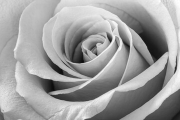 Black and White Soft Rose Close- up Image 