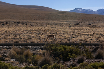A vicu&ntilde;a in the middle of a Peruvian landscape