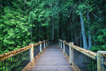 Moody, dark scene along the boardwalk trail along the Trail of the Cedars in Glacier National Park