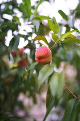 Young Peach Tree