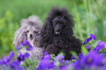 Two Toy Poodle dogs (black and grey with Scandinavian lion show cuts) posing outdoors together...