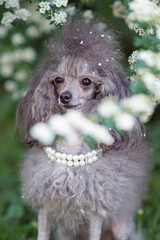 The portrait of a cute grey Toy Poodle dog with a Scandinavian lion show clip and a collar posing...