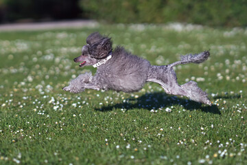 Active grey Toy Poodle dog with a Scandinavian lion show clip and a white collar running fast on a green grass in summer