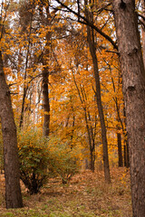 autumn forest in the evening