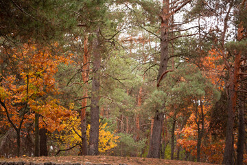 autumn forest in the evening