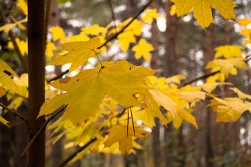 Yellow leaves in the forest