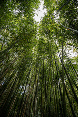 bamboo reeds seen from below