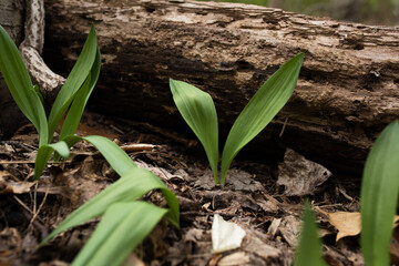 Close up of a wild ramp next to a log in a hidden forest