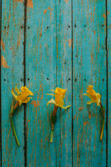 Dried daffodil flowers on a rustic teal wooden background