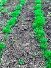 a bed of young dill