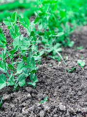 a bed of peas on a farm