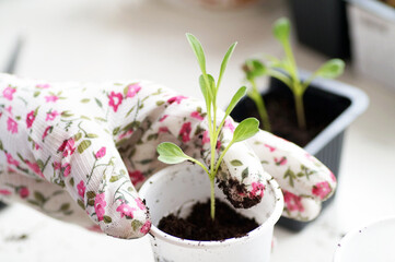 A woman in colored gloves transplants seedlings of flowers