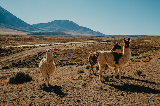 llamas no deserto do atacama por Lorran Souza