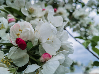 Macro photo of blossoming apple tree against the sky