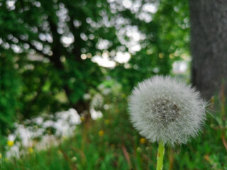 White fluffy dandelion against a backdrop of greenery, a close,edicted