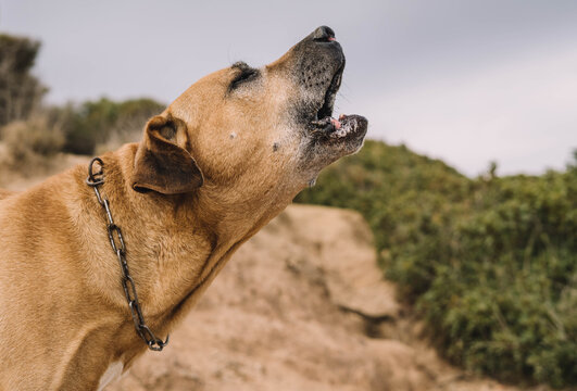 Old and brown Uruguayan cimarron breed dog enjoying a sunny day in the