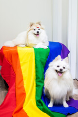 Two cute white  German Spitz Pomeranian with a rainbow flag gay