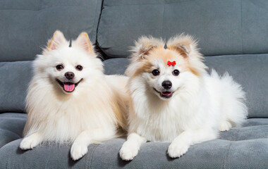 Two white  German Spitz Pomeranian lying down on a grey couch