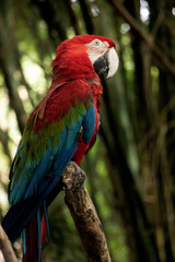 Fototapeta na wymiar red and blue macaw