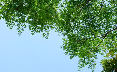 Spring/Summer Tree Against Clear Blue Sky