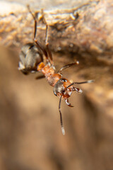 Red Wood Ant in spring