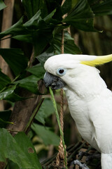 white and parrot