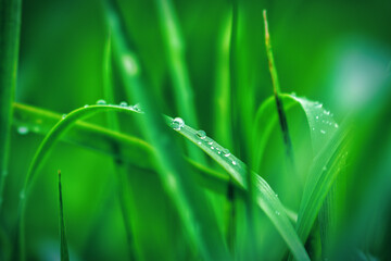 Deep green leaves with waterdrops