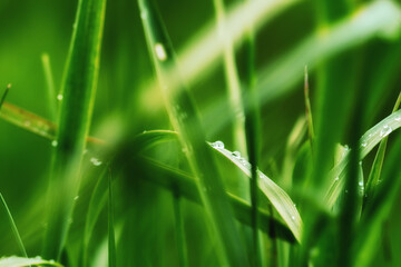Deep green leaves with waterdrops