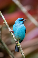 Beautiful colorful blue tropical bird on rainforest vegetation