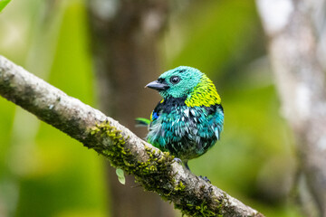 Beautiful colorful green and blue tropical bird on rainforest area