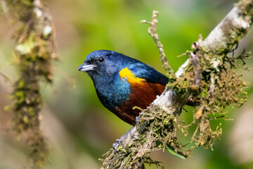Beautiful colorful tropical bird on green rainforest vegetation