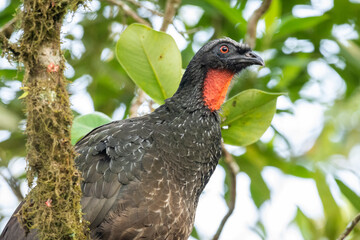 Beautiful black tropical bird with red neck on green rainforest