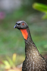 Beautiful black tropical bird with red neck on green rainforest