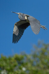 A Tri-colored Heron Flying Over the Wetland