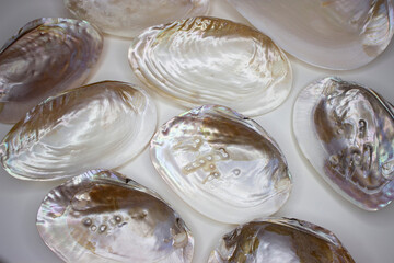 Mother of pearl shells. Pearl oysters, Macabebe pearl. - obrazy, fototapety, plakaty