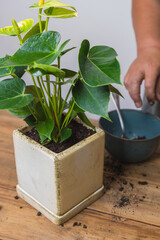 A woman transplants an anthurium flower into a square flower pot. Floriculture, close-up.