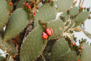 Le cactus du désert fleurit en été