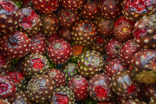 Mexican cactus pitayas put in a basket