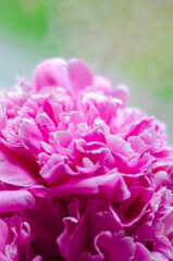 Obraz premium pink peonies, close-up, free space