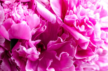 pink peonies, close-up, free space