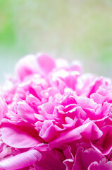 pink peonies, close-up, free space