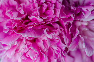 pink peonies filling, close-up, free space