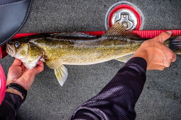 A Walleye fish in Mille Lacs Lake, Minnesota