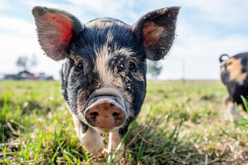 Piglets playing on the farm © Cavan