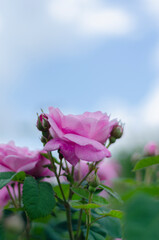 tea rose bush against the sky