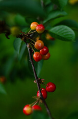 cherry fruits in the garden, free space