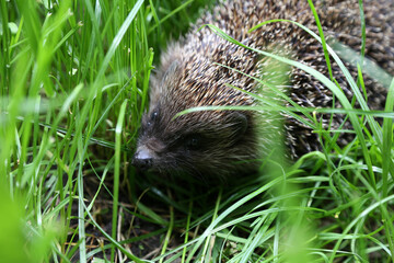 A hedgehog in the grass