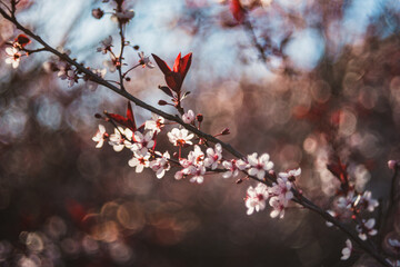 Beautiful sand cherry blossoms on a branch on a sunny spring day.